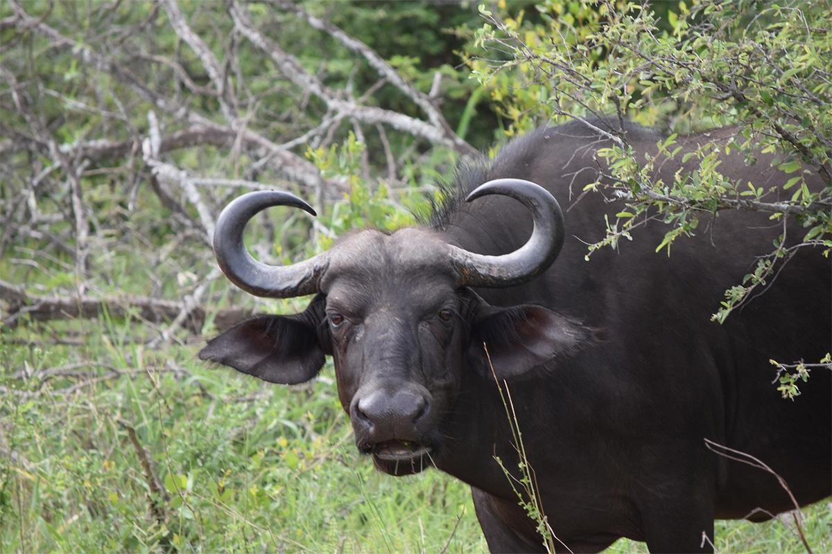 9 Day Luxury Safari