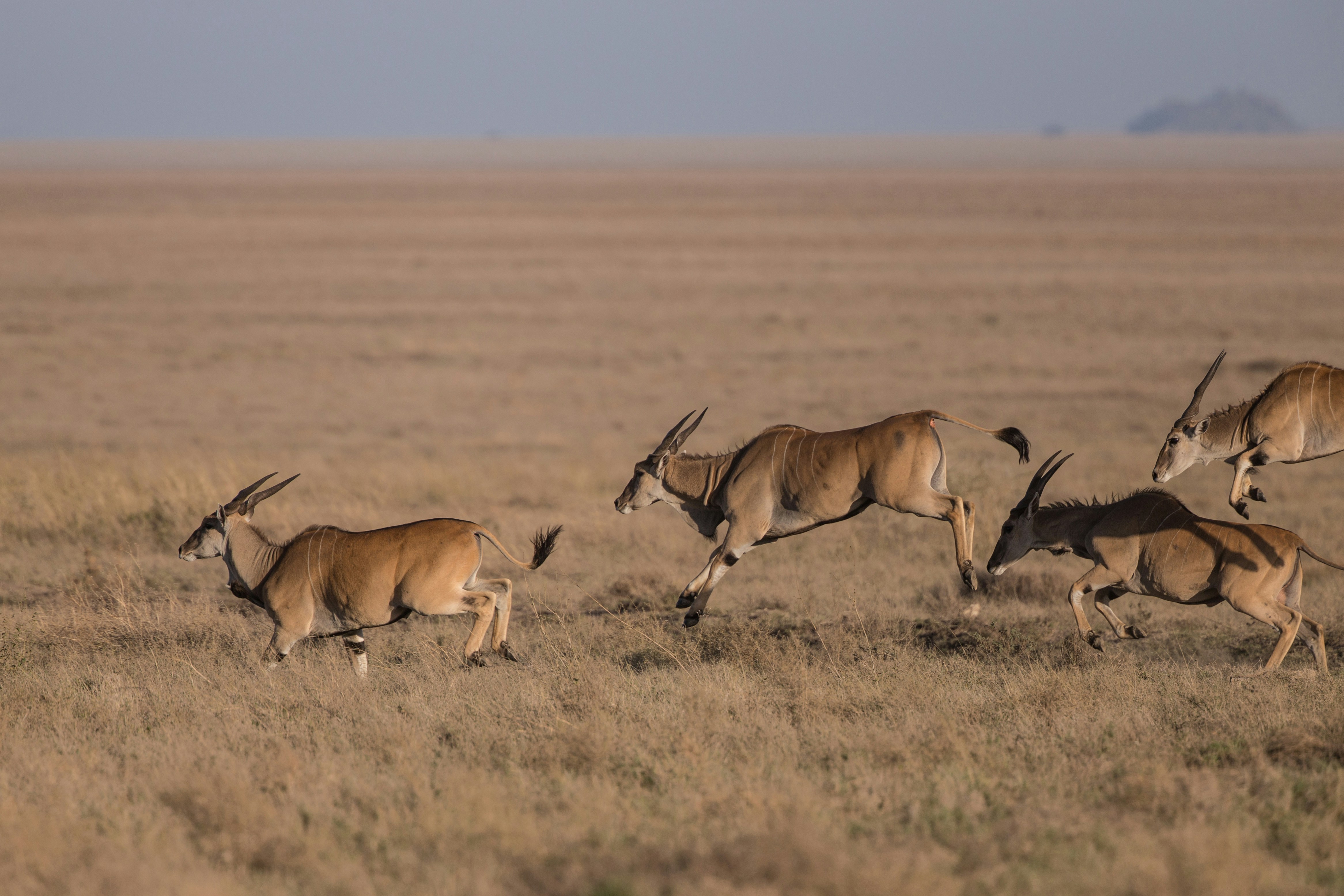 Serengeti landscape