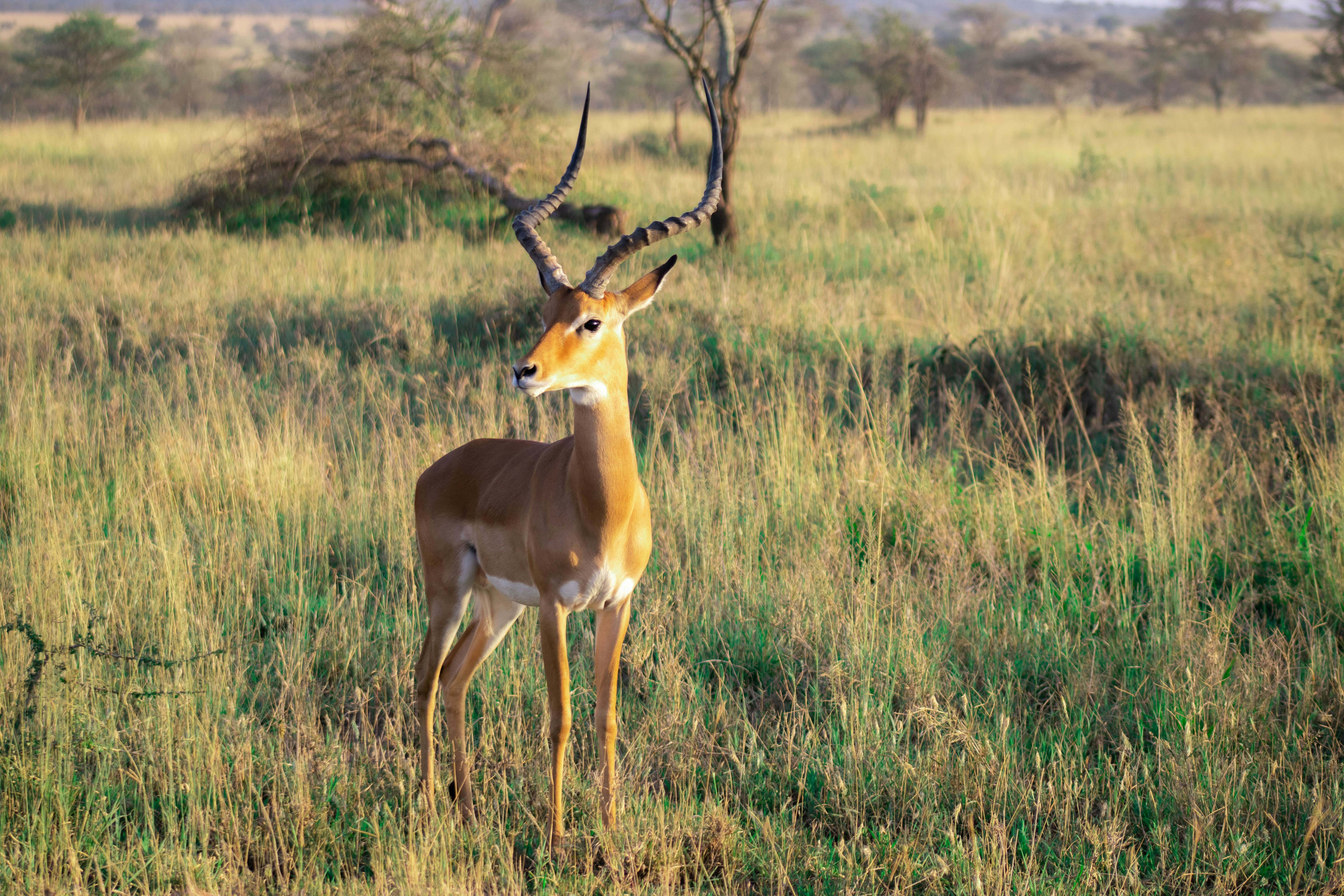 4 Days Camping Safari