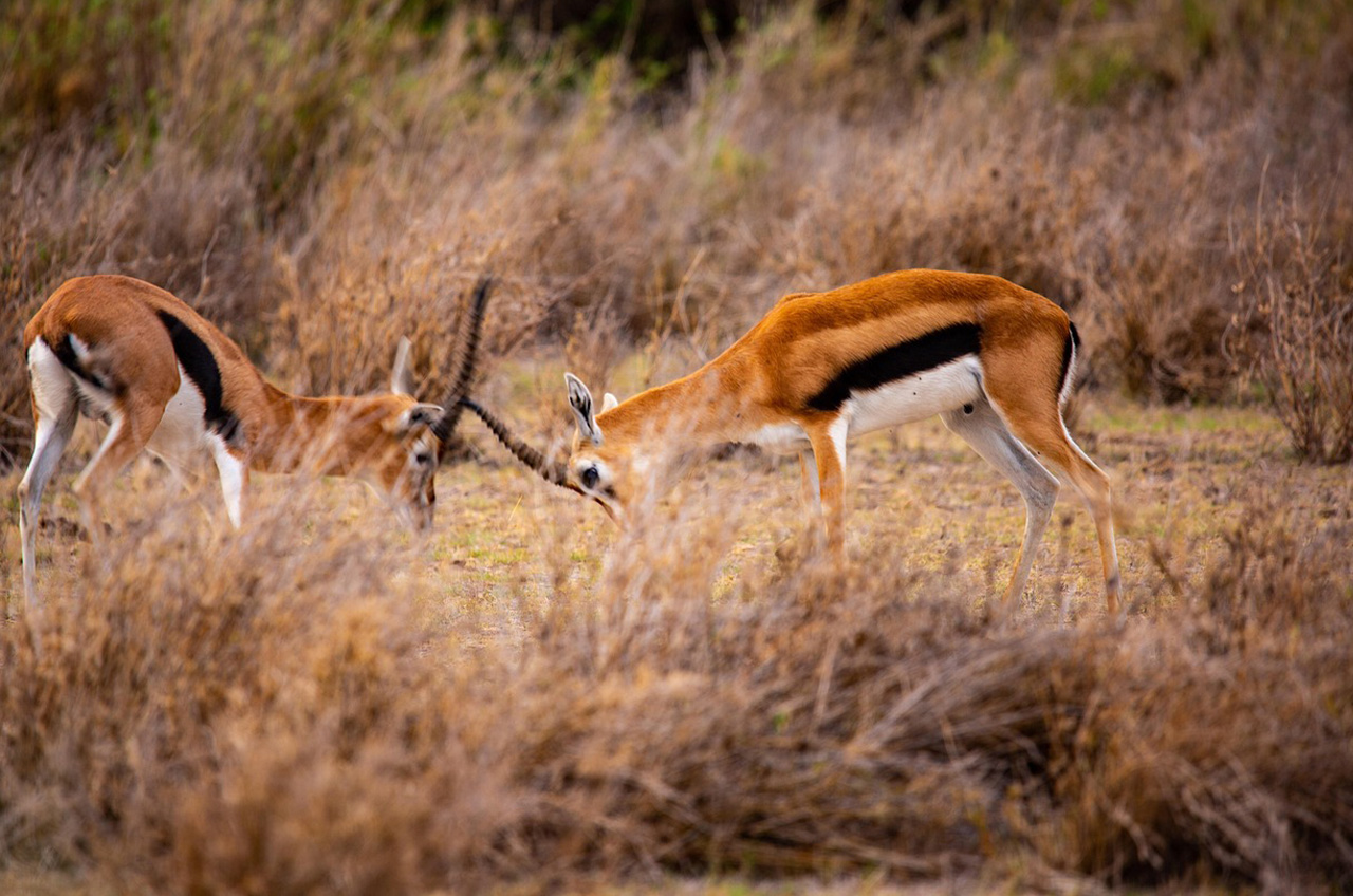 5-Day Joining Safari