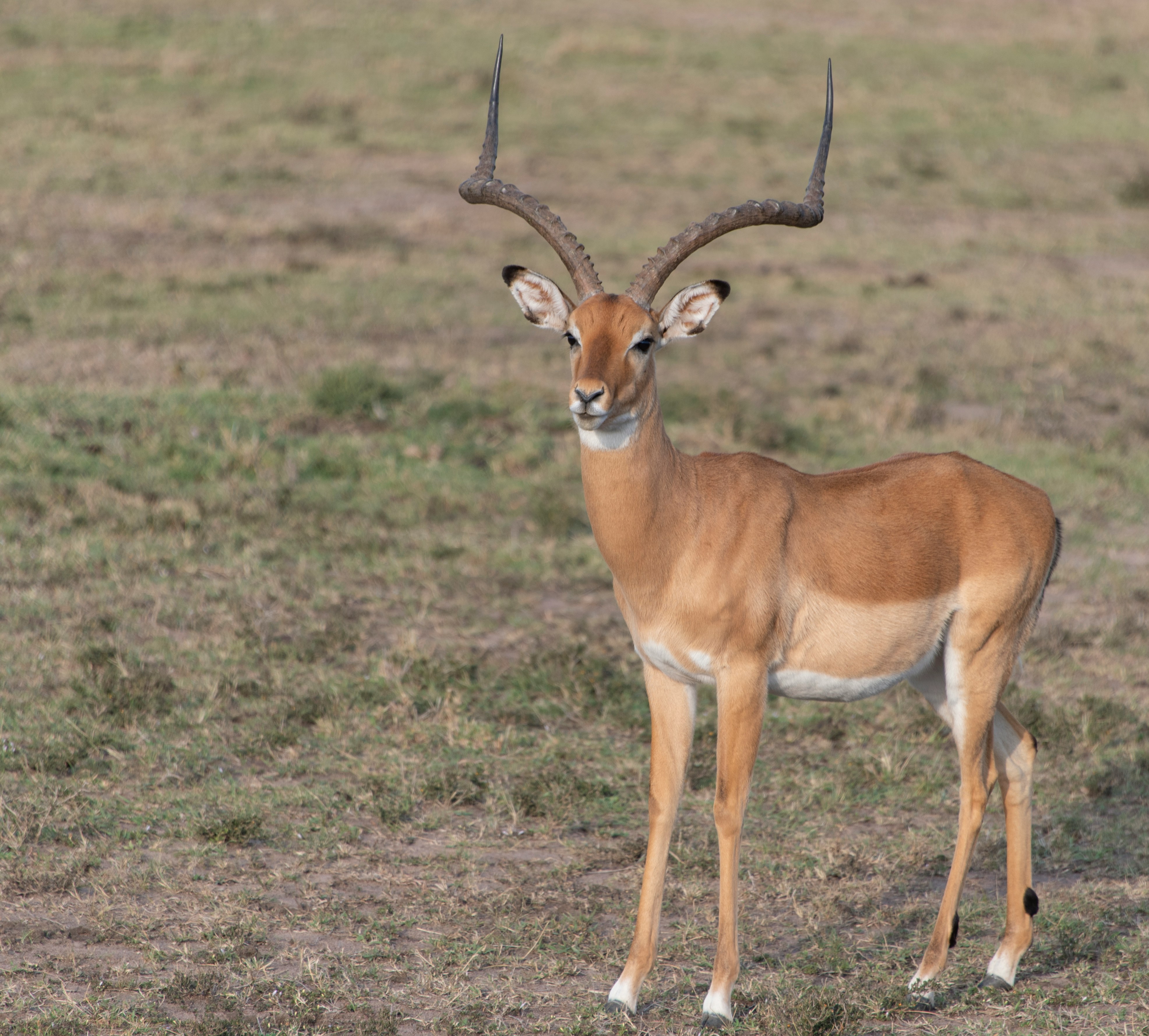 Morning game drive