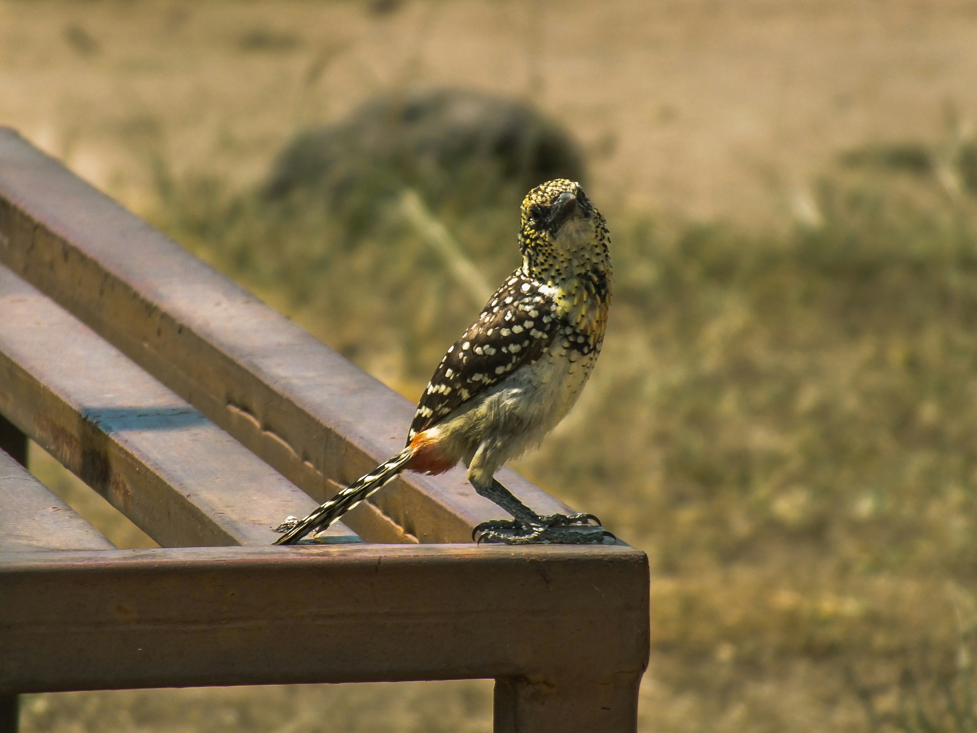 Bird Watching