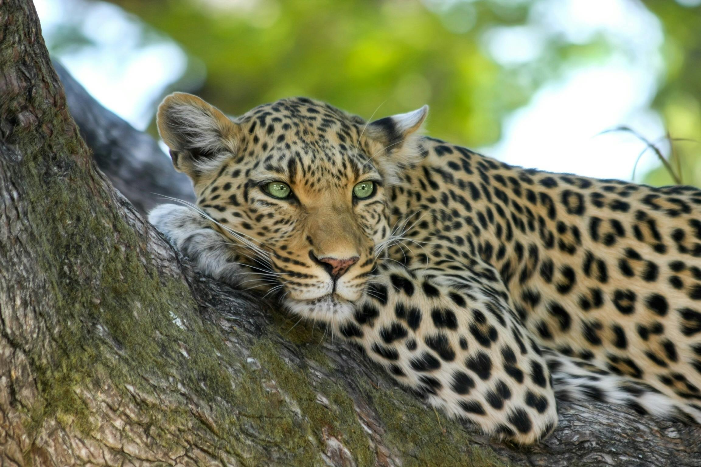 8-Day Joining Safari