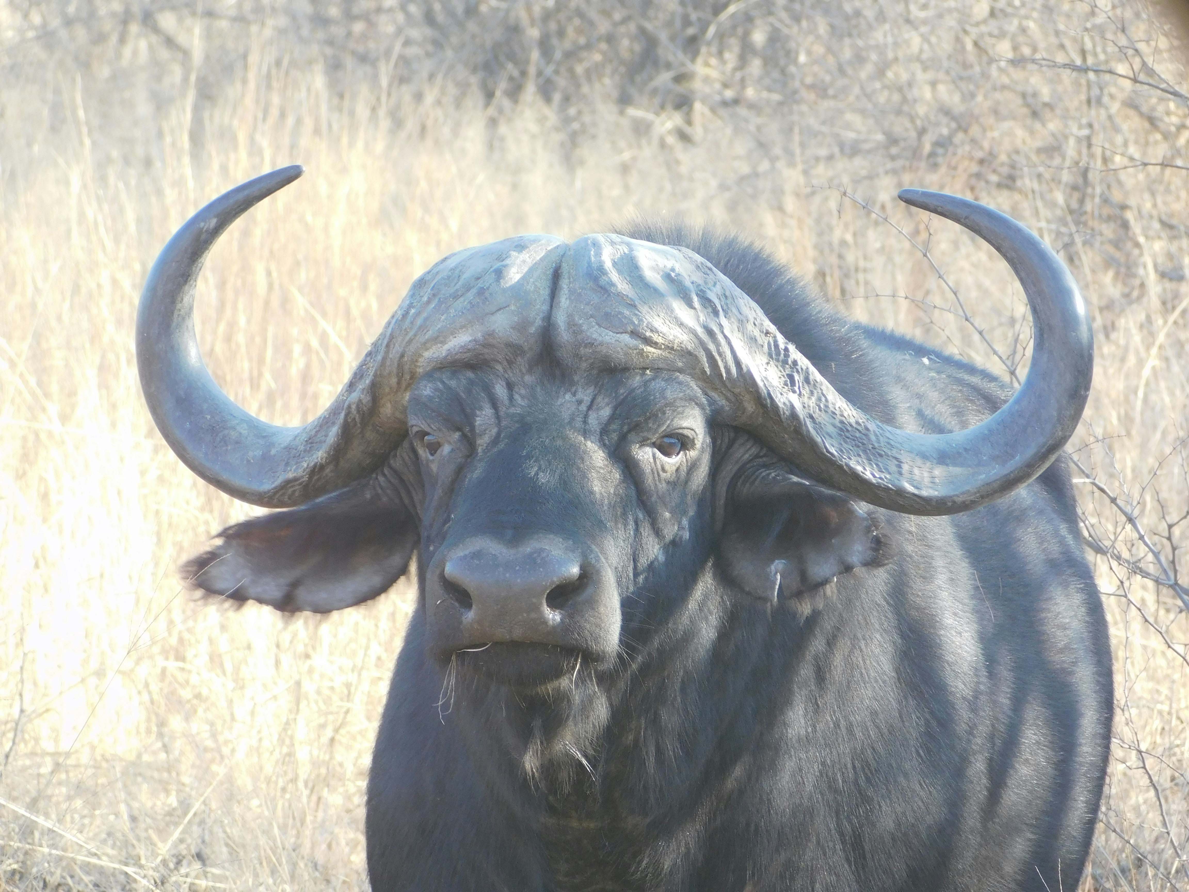 Great Migration in northern Serengeti
