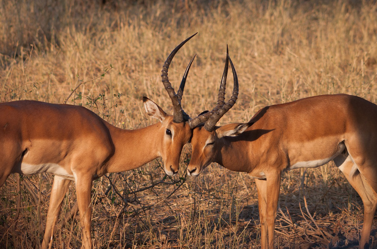 Tarangire National Park