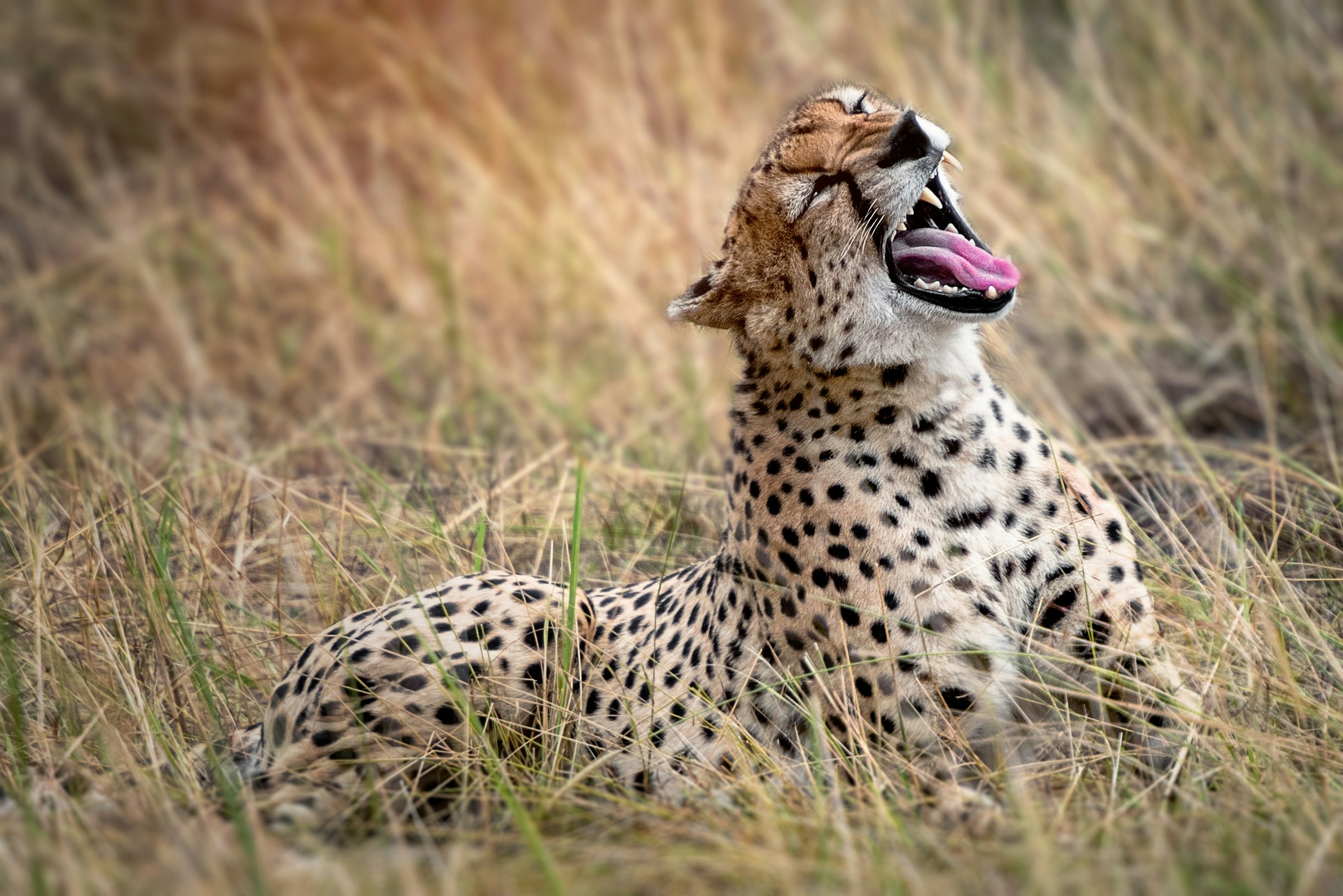 Cheetah in Serengeti
