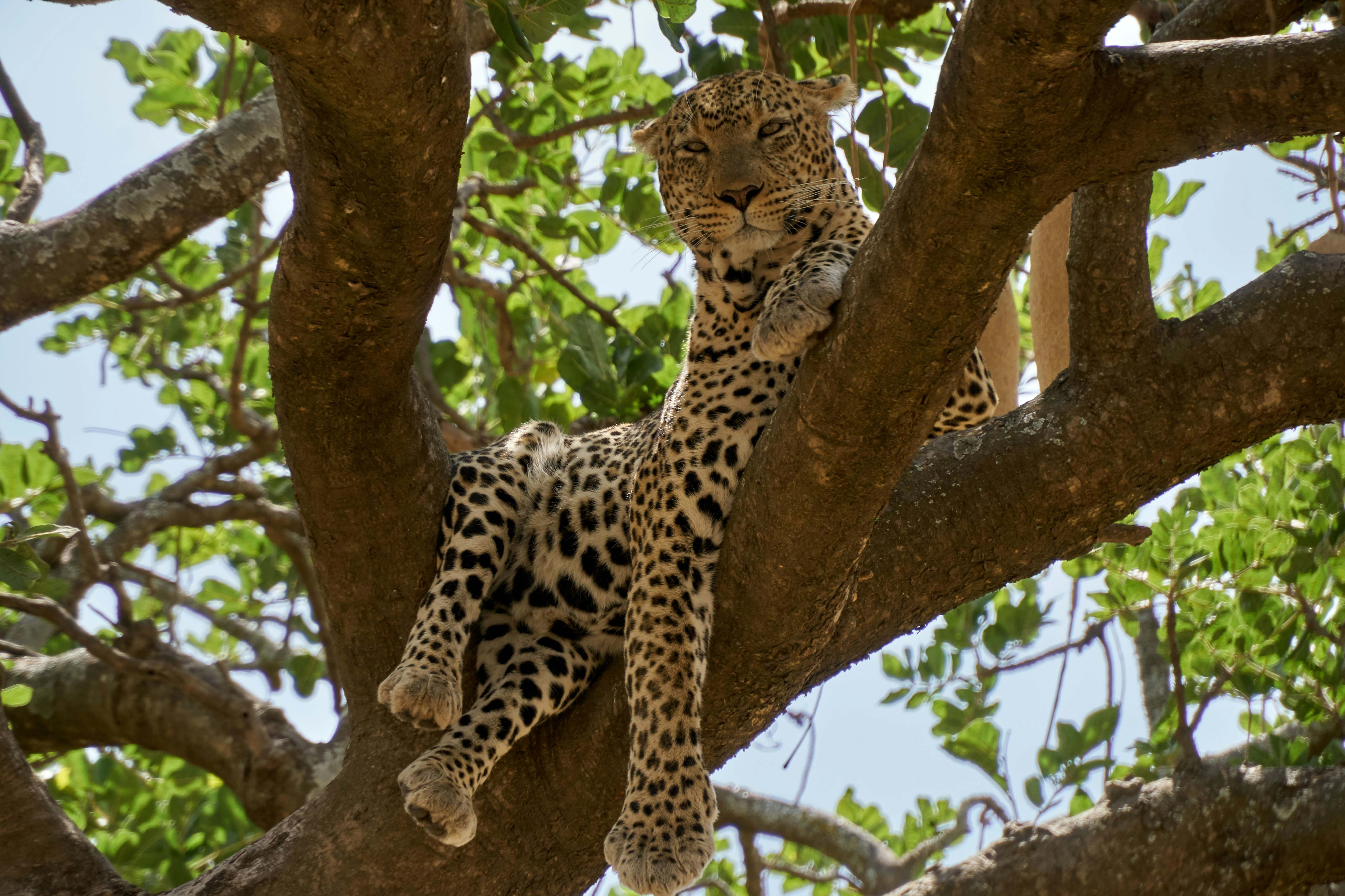 4-Day Group Safari