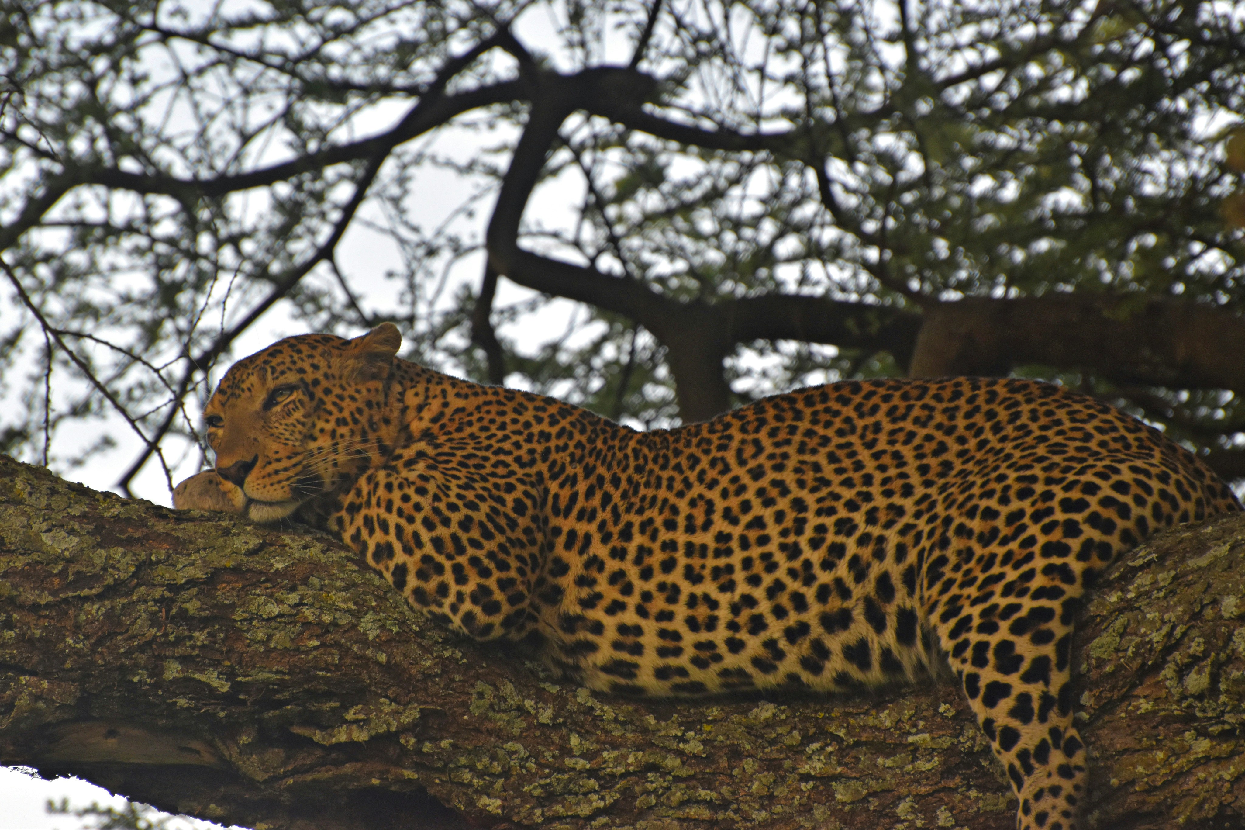 Leopard in Serengeti