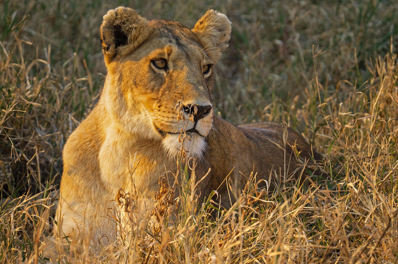 Wildlife Safari Scene
