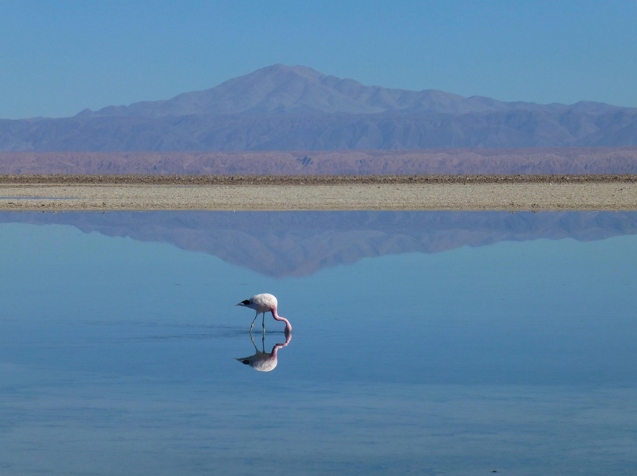 Flamingos in Lake Manyara National Park