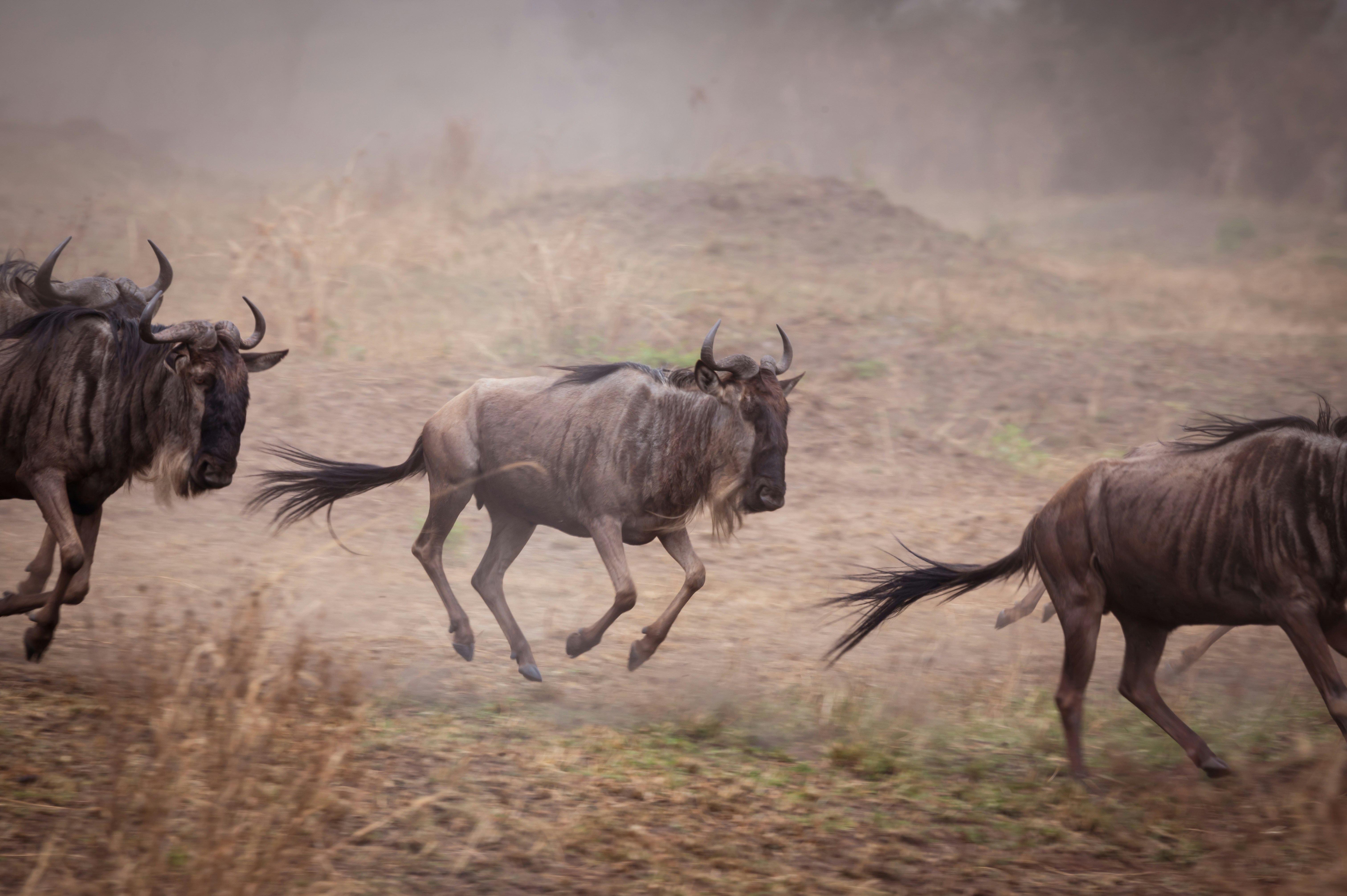 9-Day Serengeti Migration Safari