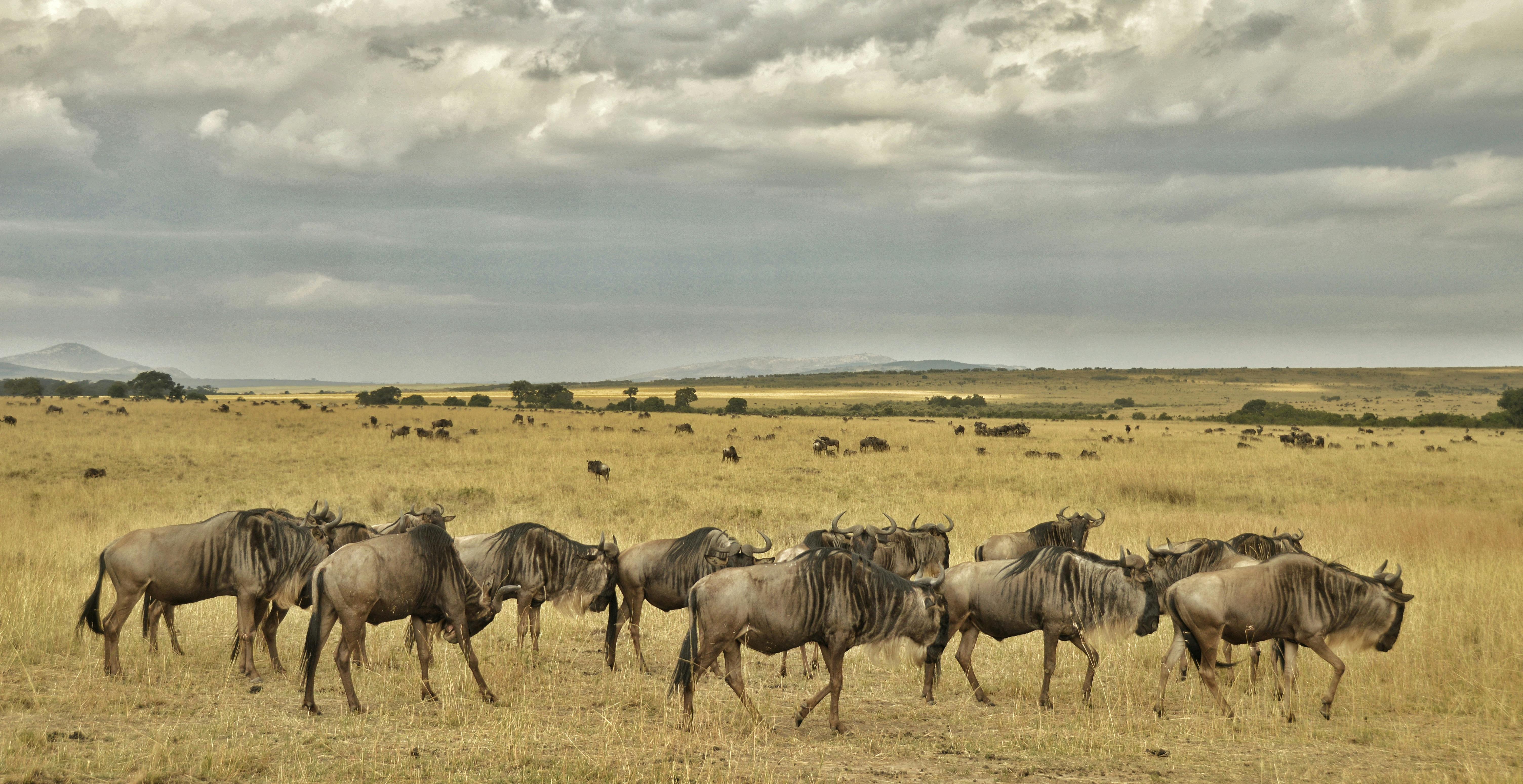 7-Day Migration Safari