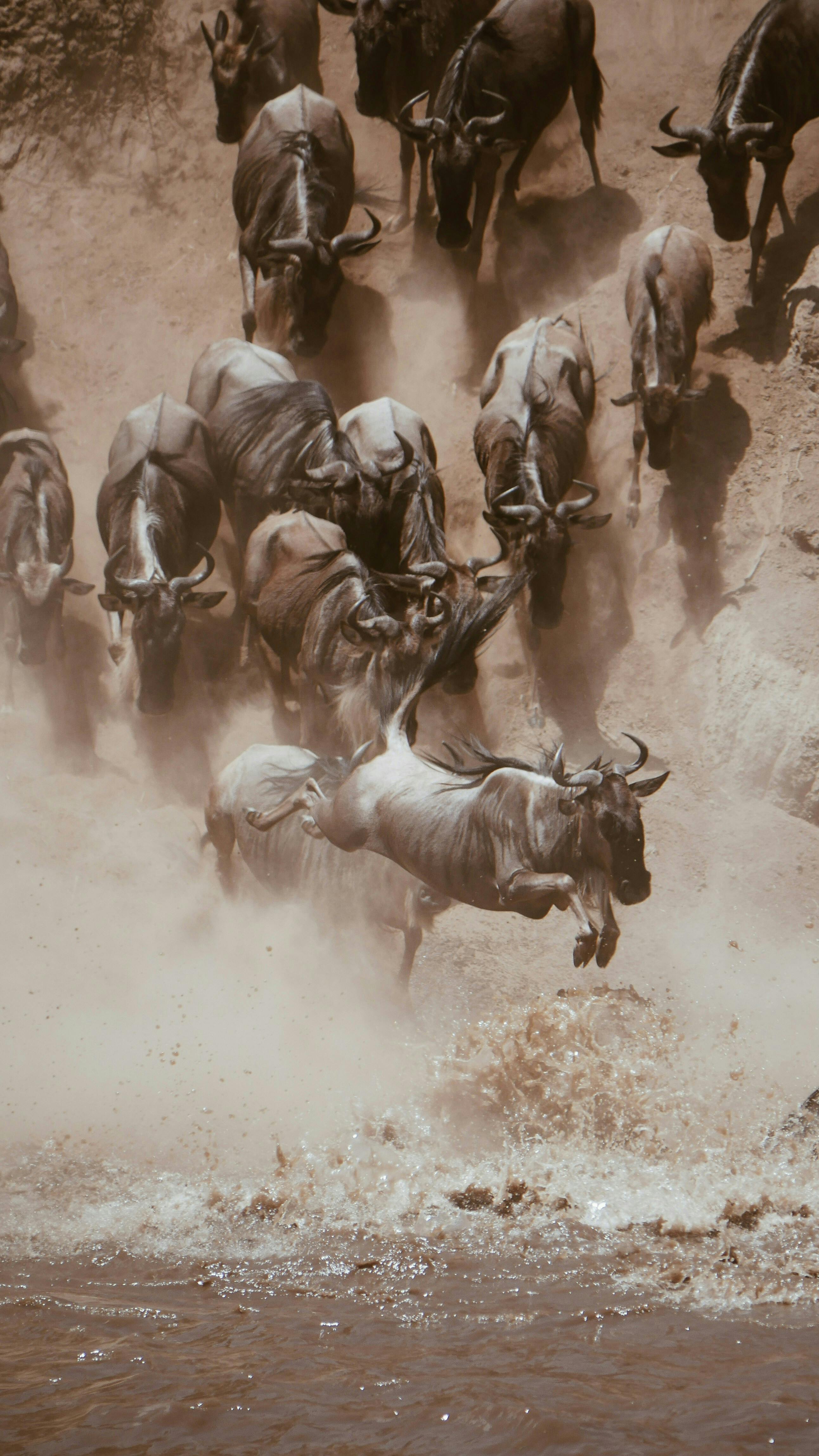 9-Day Migration Safari