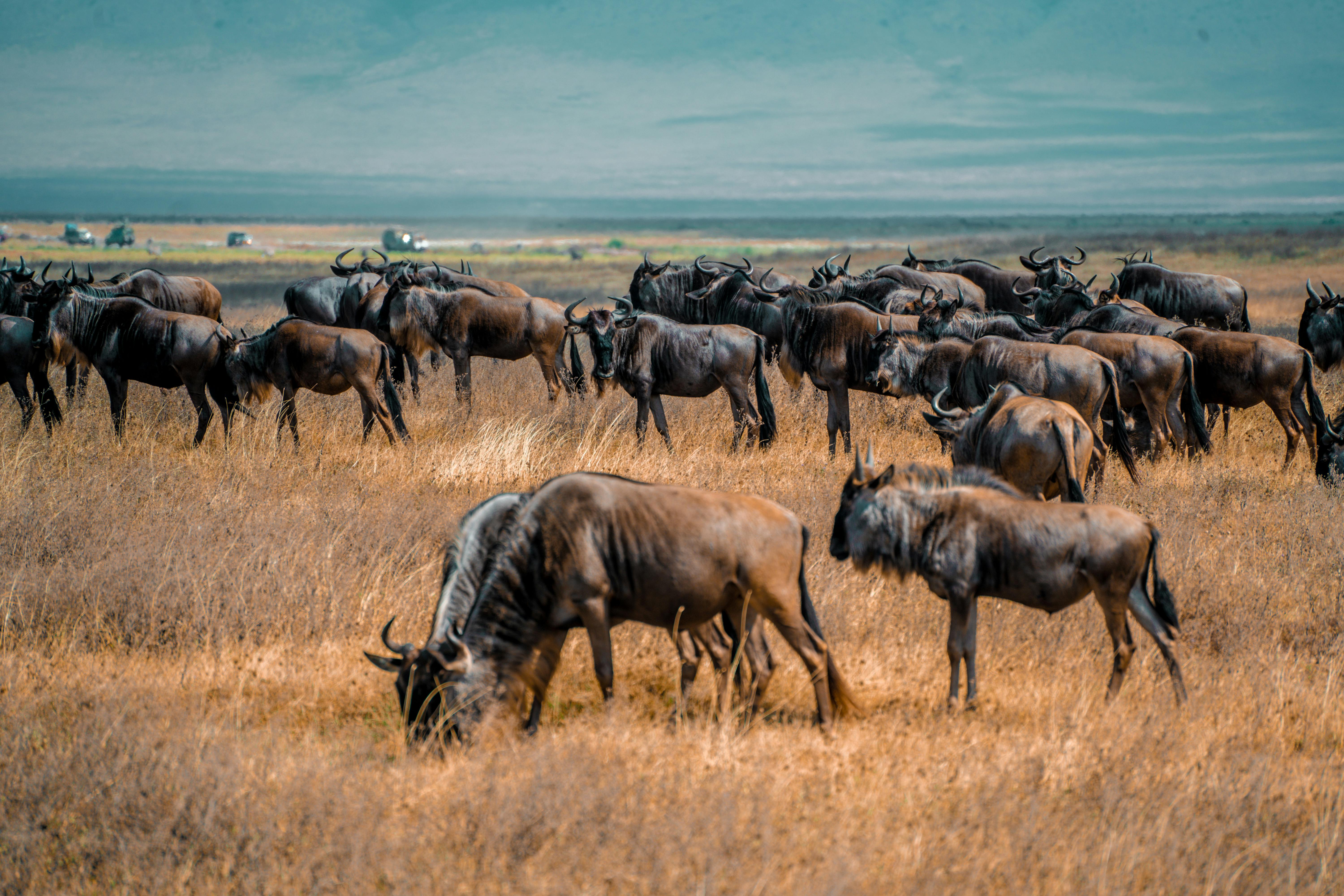5-Day Migration Safari