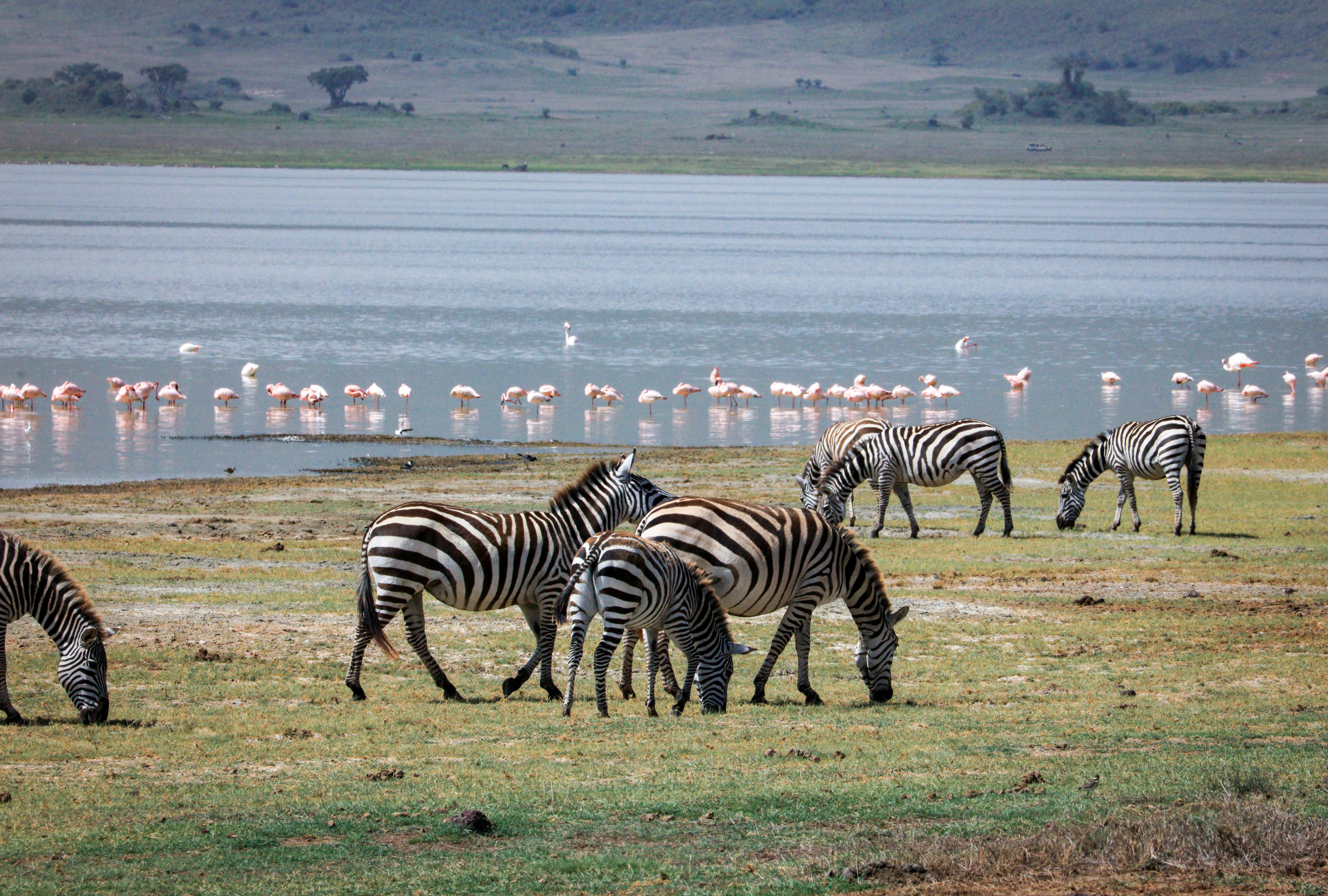 9-Day Tanzania Great Migration Safari