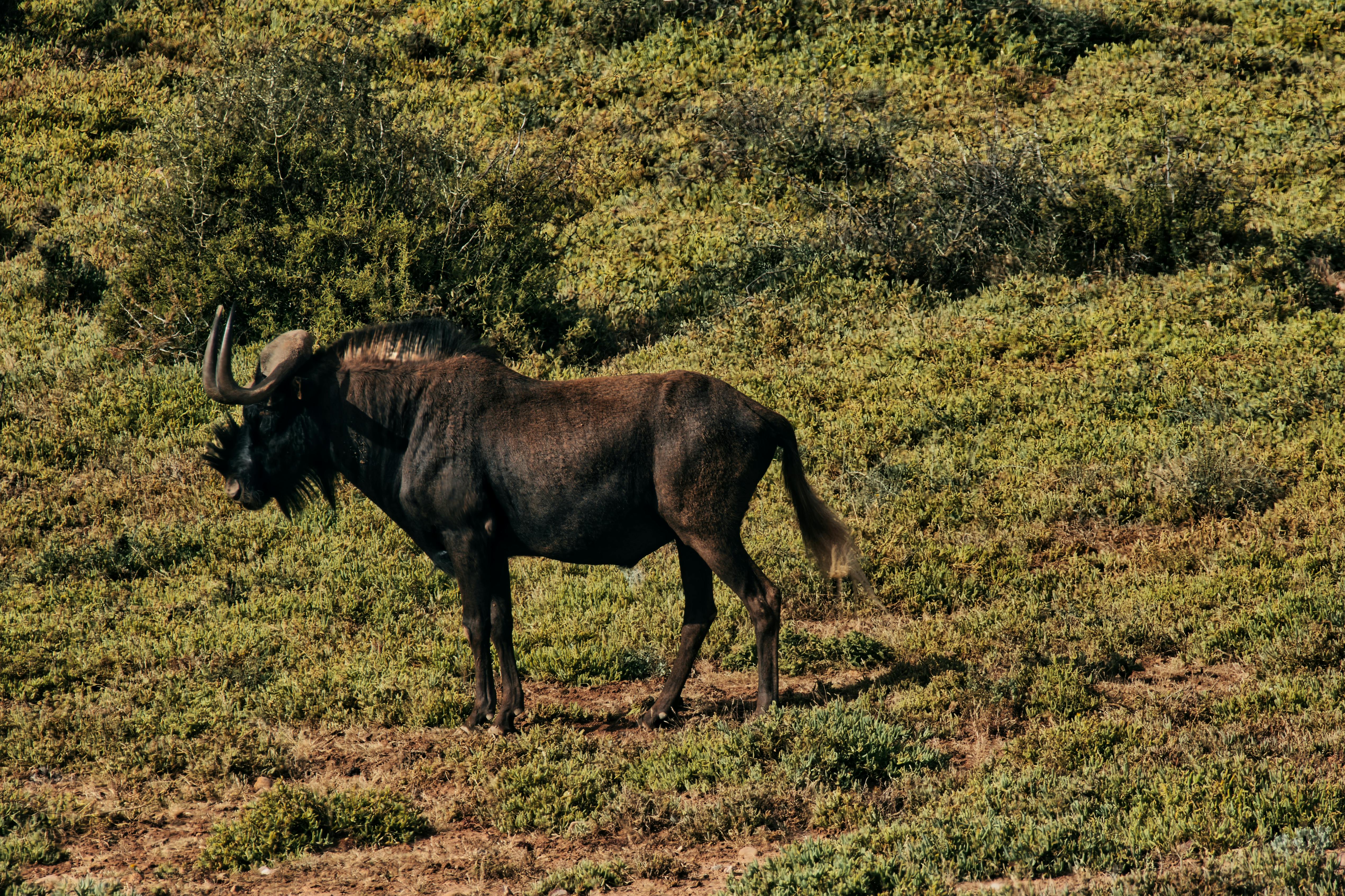 7-Day Grumeti River Migration Safari