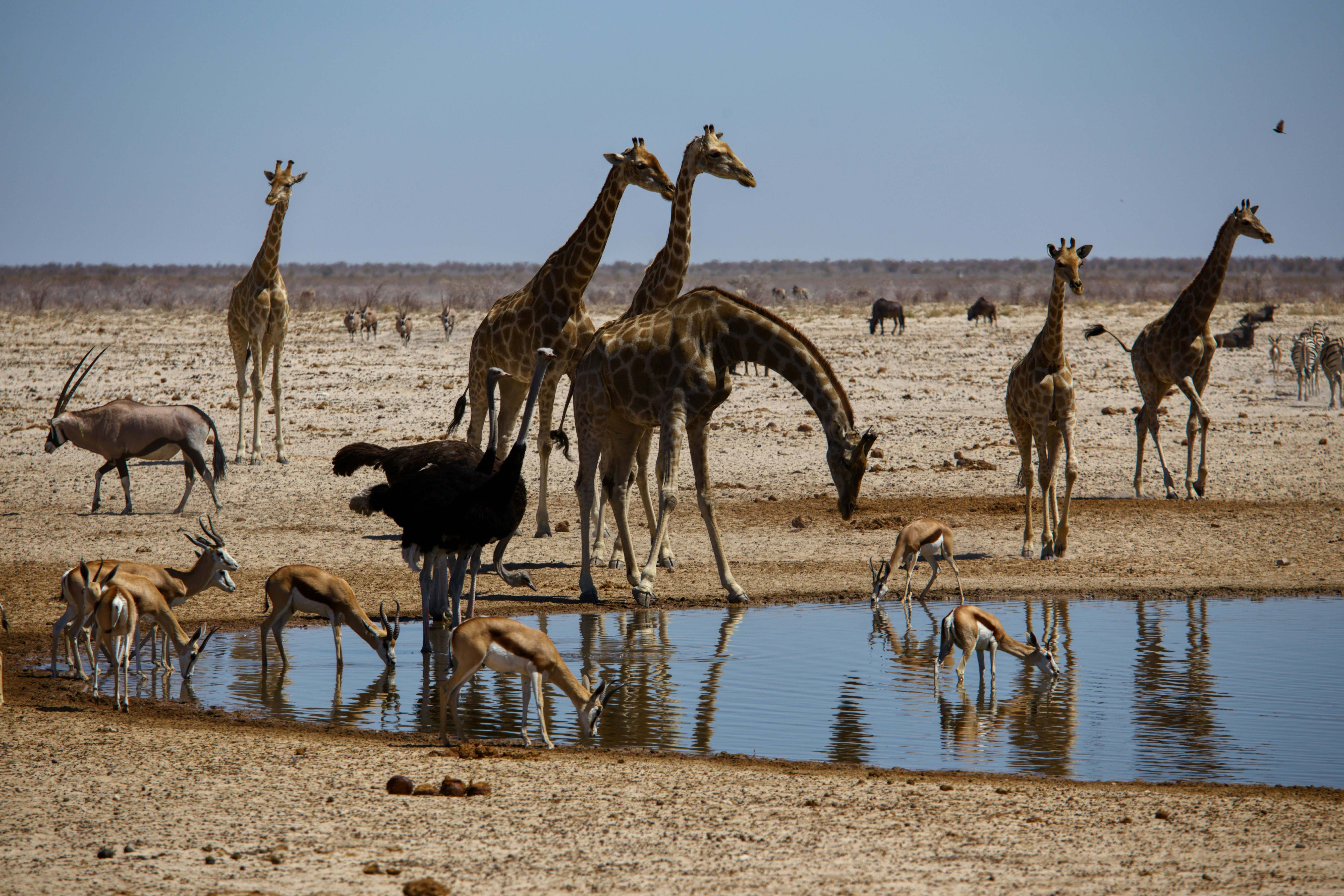 Serengeti plains