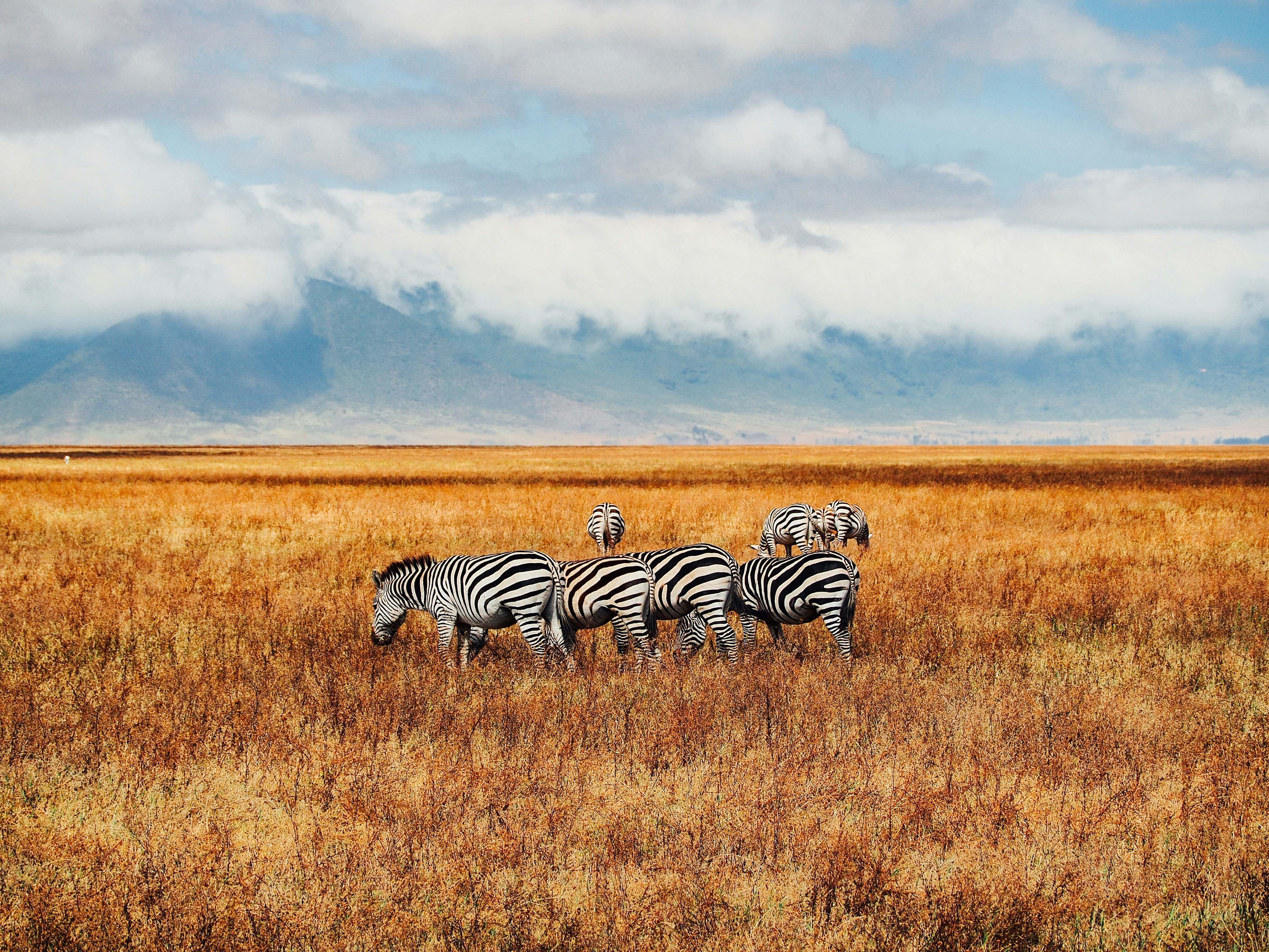 Zebra herd during Great Migration