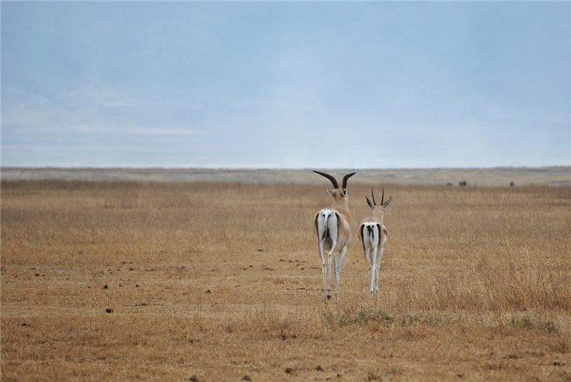 Antelope standing in grassland.