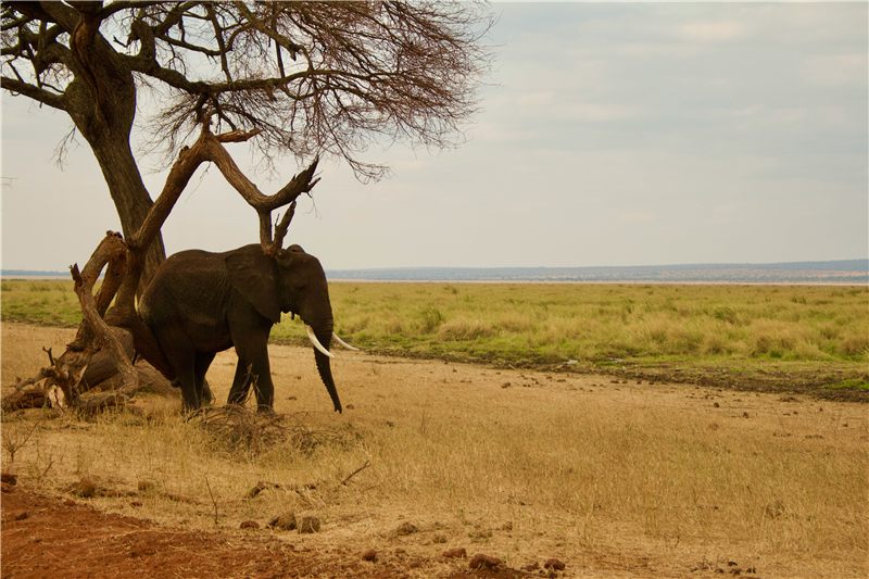Elephant resting beneath an acacia tree.
