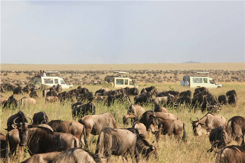 Wildebeest herd with safari vehicles in the distance.