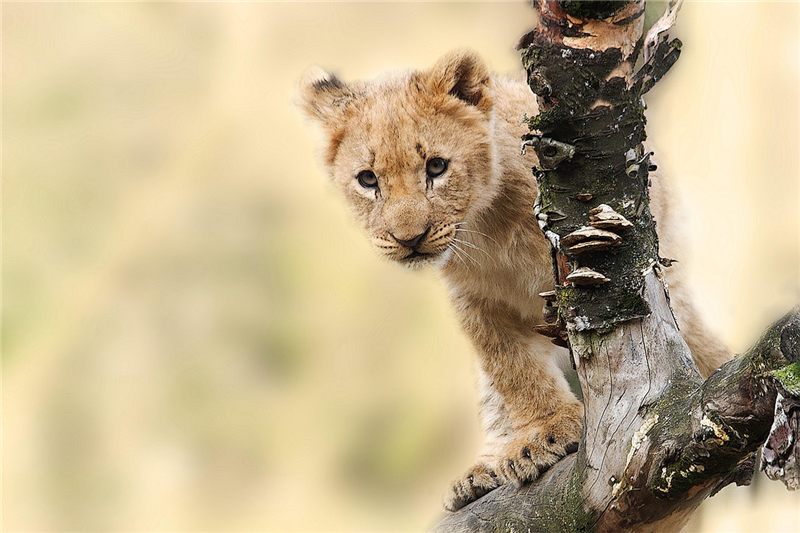 Lion cub beside a tree trunk.
