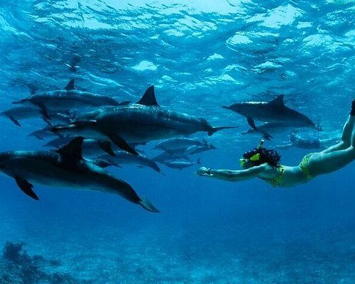 Dolphins swimming with a snorkeller in blue water.
