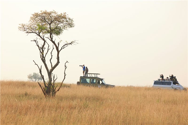 Safari vehicles beside a tree on an open plain.