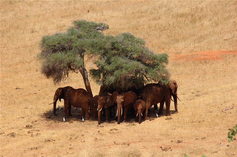 Elephant herd gathered in the shade of a tree.