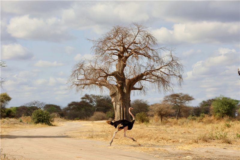 An ostrich crossing open ground beneath a baobab tree.