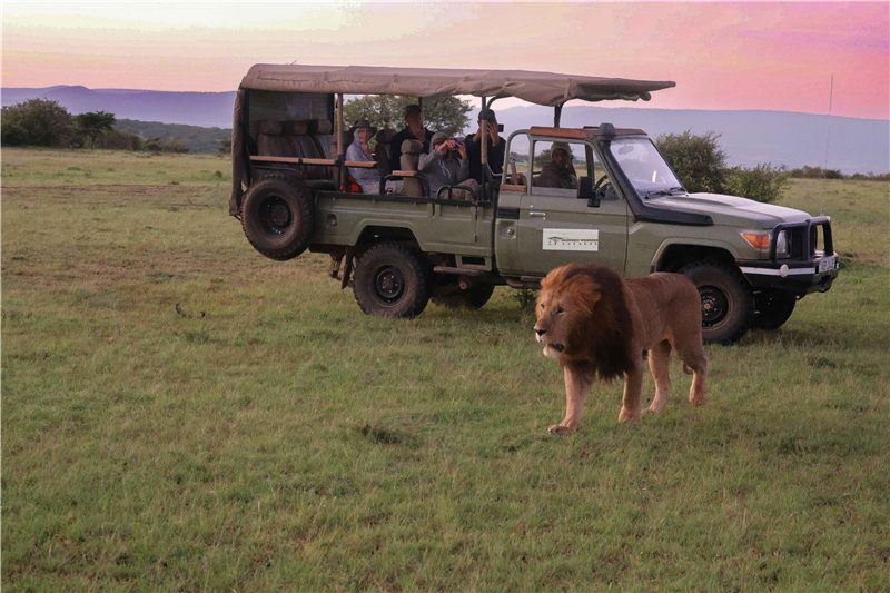 Safari vehicle beside a lion at sunset.