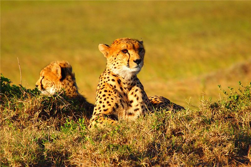 Cheetah resting in grass with another behind.