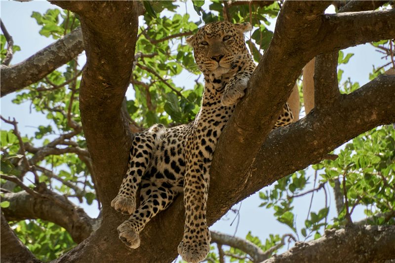Leopard resting in the branches of a tree.