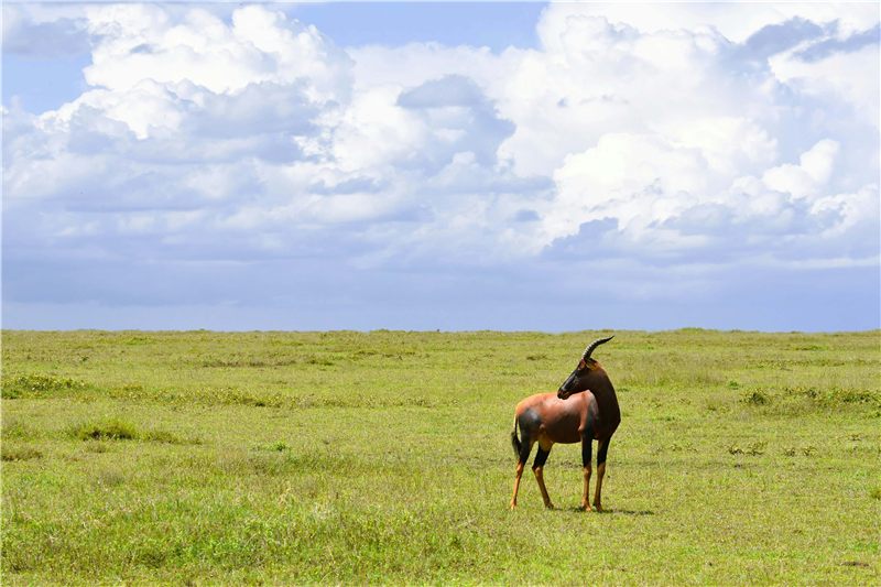 Antelope standing on a green plain.