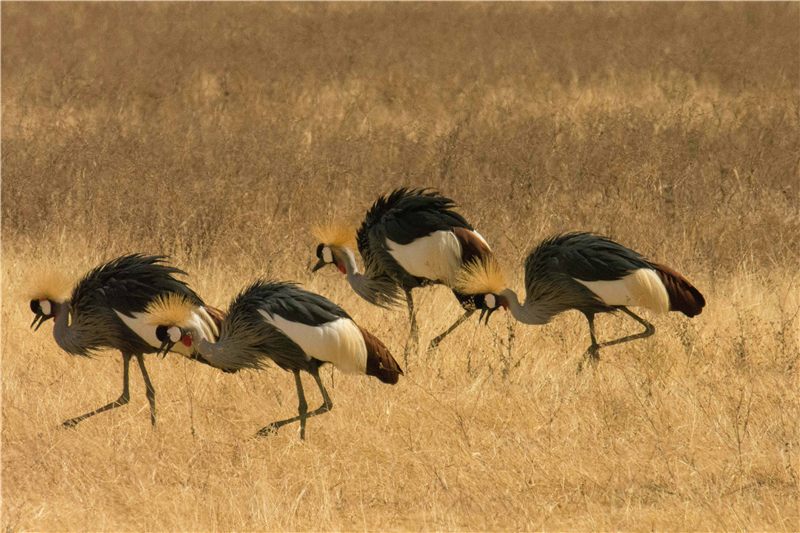 Large birds foraging in golden grass.