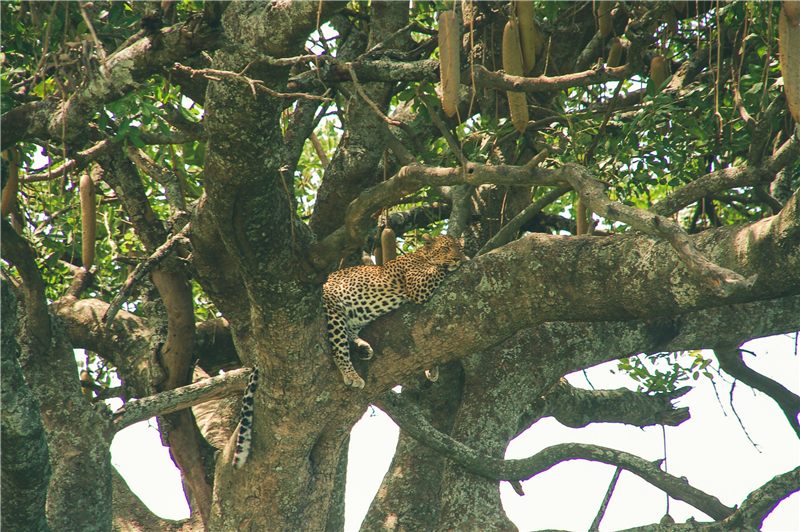 Leopard among dense tree branches.
