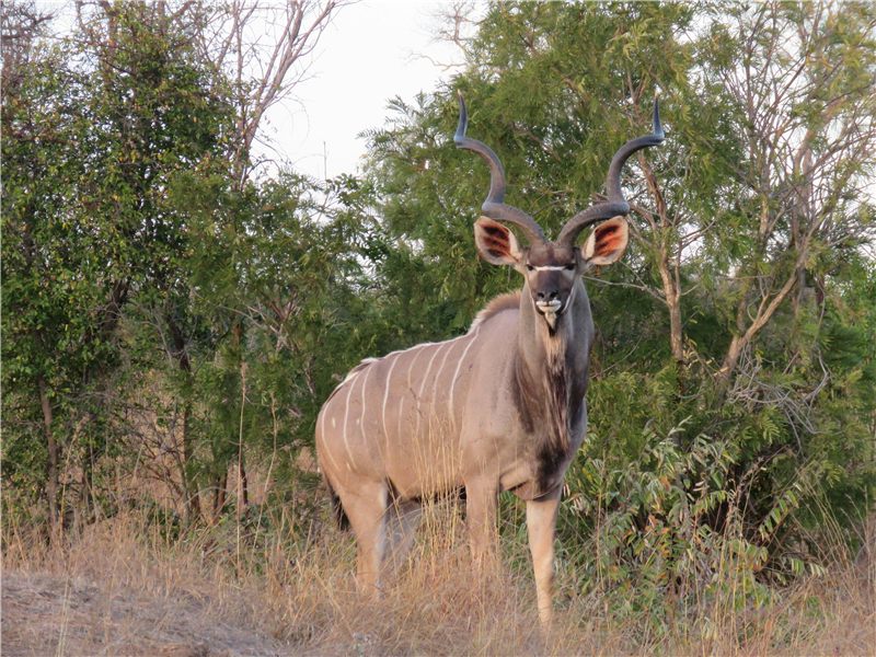 Antelope standing beside woodland.
