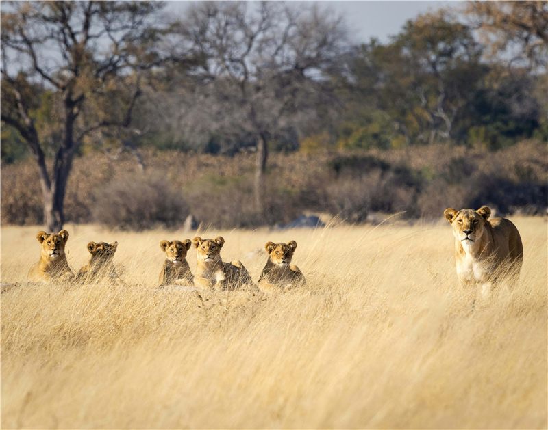 Lions moving through tall grass.