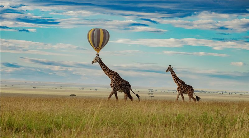 Giraffes on a plain beneath a hot-air balloon.