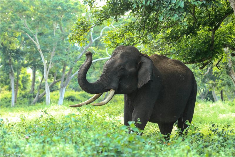 Elephant raising its trunk beside green woodland.