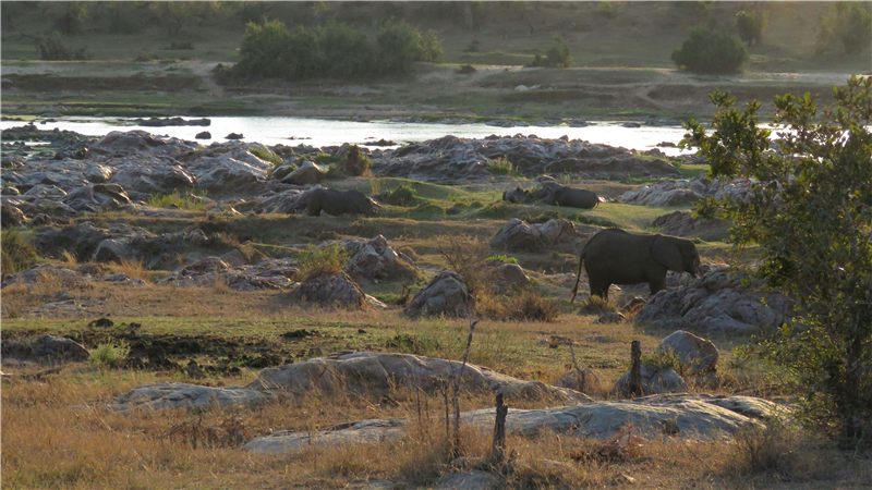 Hippopotamus beside a rocky wetland.