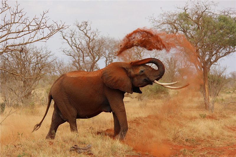 Elephant tossing dust across its back.