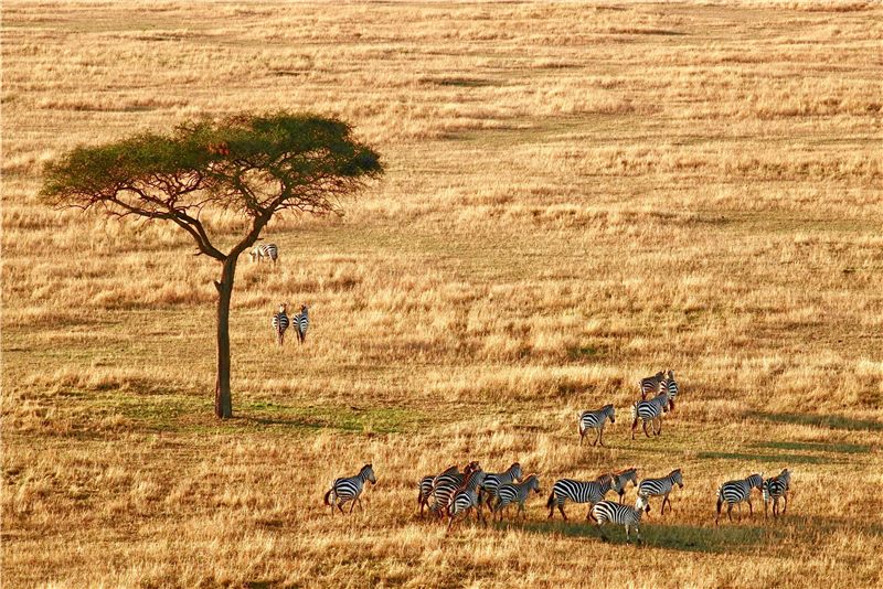 Wildlife gathered near an acacia tree.