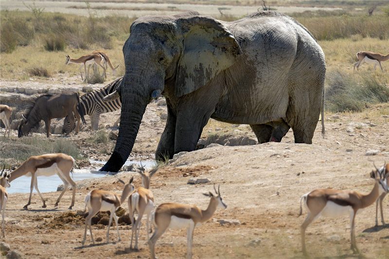 Elephant walking among antelopes and zebra.