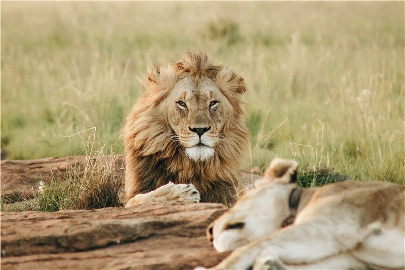 Male lion resting beside other lions.