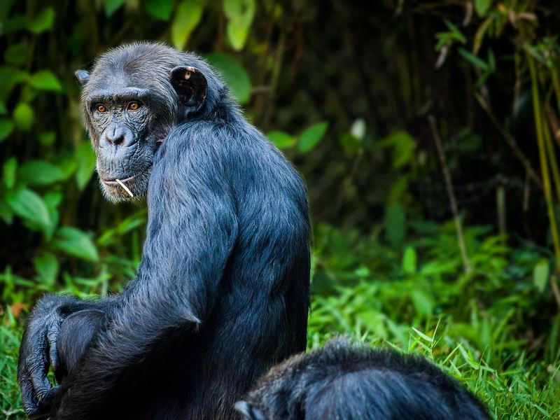 A chimpanzee sitting beside dense green forest vegetation.