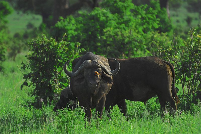 Buffalo beside dense green shrubs.