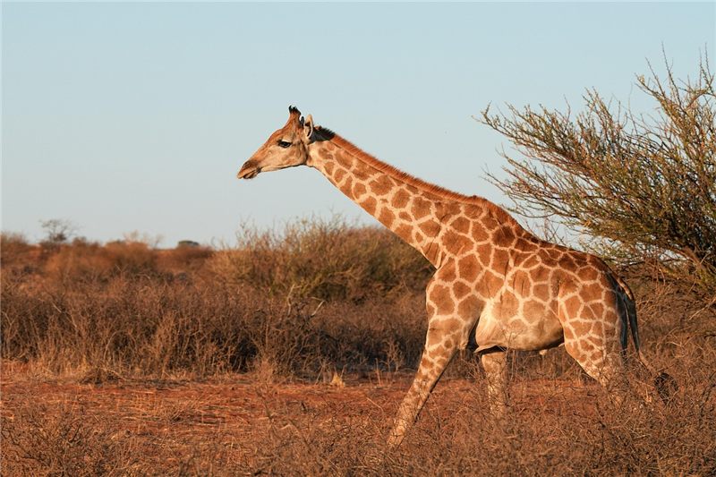 Giraffe walking beside dry shrubs.