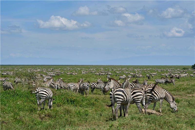Zebras grazing across green plains with distant hills.