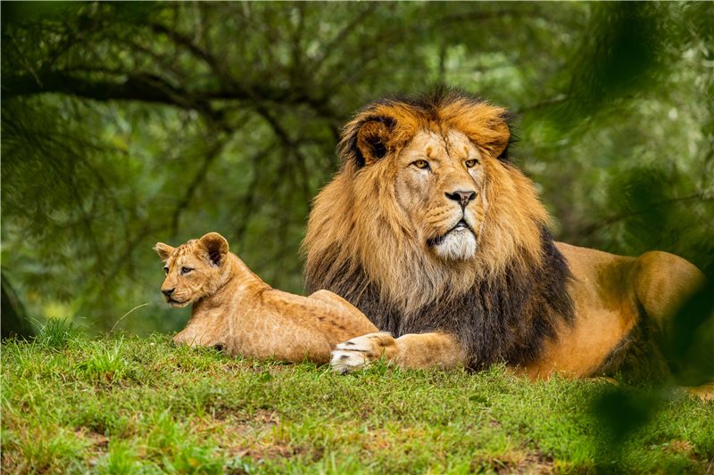 Two lions resting in shaded grass beneath trees.